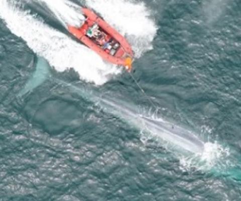 Researchers from the Goldbogen Lab place a suction cup tag on a blue whale in Monterey Bay. (Goldbogen Lab/Duke Marine Robotics and Remote Sensing Lab; NMFS Permit 16111)