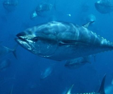 Pacific bluefin tuna. (file image) Photo: Supplied/WWF