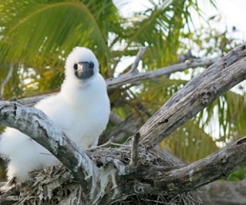 A Booby chick sits on a nest on a rat-free island in the Indian Ocean. Credit - Professor Nick Graham, Lancaster University 