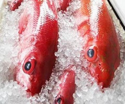 The SSC will set the acceptable biological catch for the American Samoa bottomfish fishery for fishing years 2021-2022. [courtesy photo]