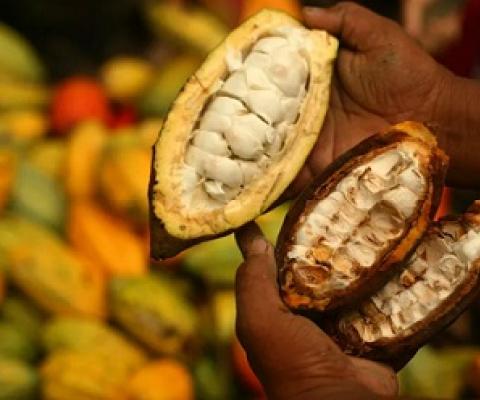 A farmer holding cocoa in Sulawesi, Indonesia, where cocoa production is a major source of livelihood. Credit - Yusuf Ahmad, World Agroforestry