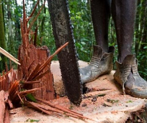 oggers from Turama Forest Industries cut down a tree with a chainsaw in the ‘Turama extension’ logging concession, Gulf Province. These forests are being felled by Turama Forest Industries – a group company of Malaysian logging giant Rimbunan Hijau. Photo by Jeremy Sutton-Hibbert for Greenpeace.