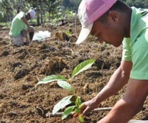 Trees are a small piece of what needs to be a broader strategy of fighting climate change, says ecologist. Karen Holl. Credit: Pedro Brancalion
