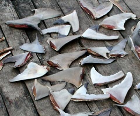 Dried shark fins are displayed on a dock in Semporna, Malaysia in November 2007. Source - https://www.iisd.org/