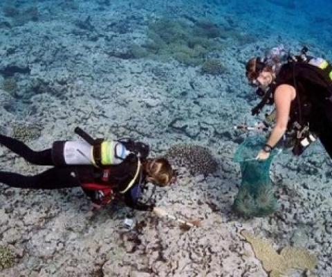 Scientists on the Global Reef Expedition collect crown-of-thorns starfish to limit the damage caused by an outbreak of starfish in Aitutaki. Based on their experience in the Cook Islands, KSLOF scientists developed a best practices guide for safely removing these venomous starfish from the reef. Credit: Khaled bin Sultan Living Oceans Foundation