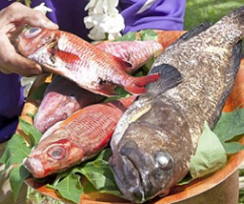 Pastor Ngarima George with apuka (reef cod) and ku (red snapper). Photo: GRAY CLAPHAM 19090425 / 19090426