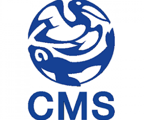 CMS logo