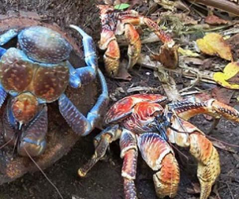 Coconut crabs prefer to live in rocky shores and rainforests close to the coast. Image by David Stanley via Flickr (CC BY 2.0).