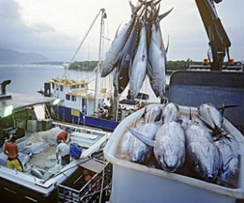 Emergency meeting called on eastern Pacific tuna management. Credit - the Business & Human Rights Resource Centre