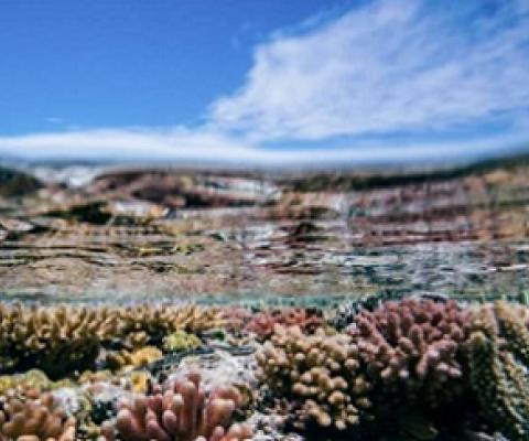 Healthy corals at Heron Island, in the southern Great Barrier Reef. Credit: Matthew R. Nitschke
