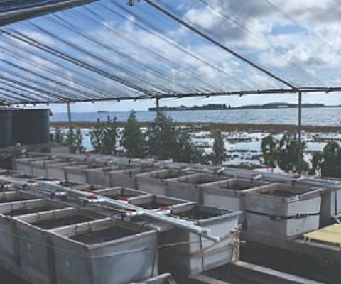 Experimental set-up of mesocosms at the Hawaii Institute of Marine Biology. Credit: Chris Jury, HIMB