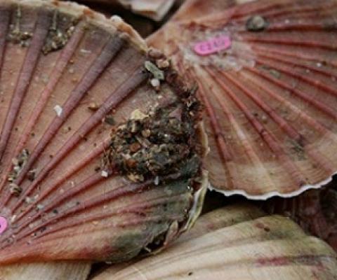 Outrage over commercial fishing in Coromandel rāhui zone. Credit - NIWA