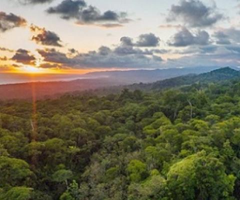 The Osa Peninsula in Costa Rica is an area of much conservation effort. Image courtesy of Osa Conservation.