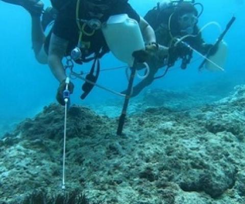 Divers from the U.S. Naval Base Guam Dive Locker conduct crown of thorns culling. Credit - U.S. Naval Base Guam Dive Locker