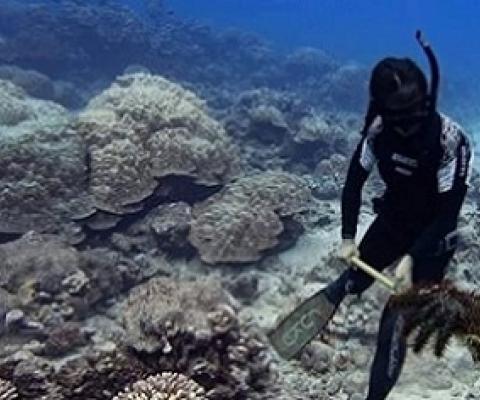 Kura Happ part of the Taramea Operation. Photo: KORERO O TE ORAU. 20092304