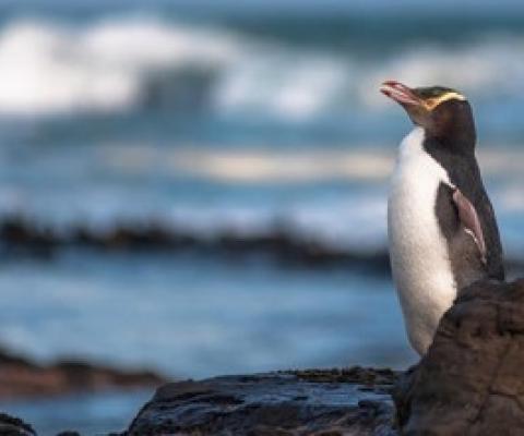 Injured hoiho have continued to be brought in for treatment at the Wildlife Hospital during the lockdown. Photo: Thomas Lusth/ 123rf