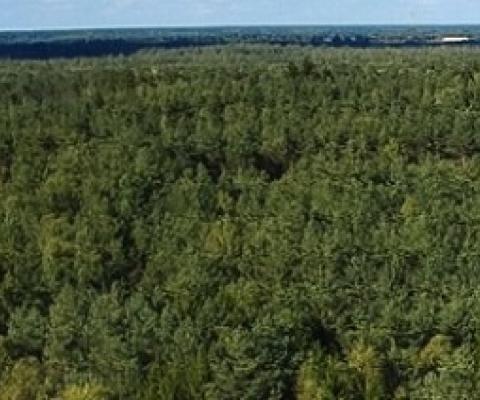  COVID-19 Stimulus Measures Must Save Lives, Protect Livelihoods, and Safeguard Nature to Reduce the Risk of Future Pandemics