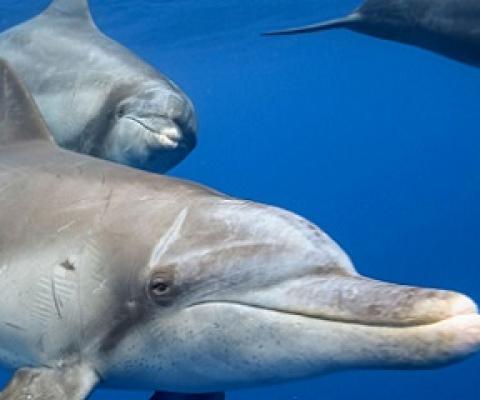 Some marine mammals are susceptible to the SARS-CoV-2 virus—perhaps even more so than people. Photo by Toshio Minami/e-Photo/Blue Planet Archive