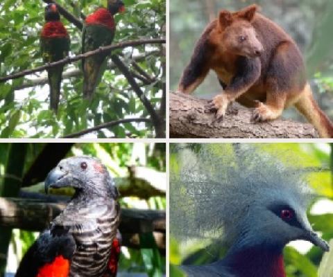 wildlife in the Port Moresby Nature Park. Source - https://www.portmoresbynaturepark.org/