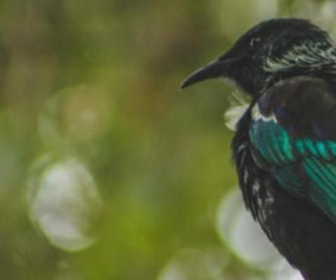NZ's native birds thrive under Covid-19 lockdown. Photo: 123RF