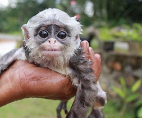 Baby monkey poached in Indonesia. Credit - Getty Images