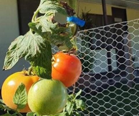 tomatoes at SPREP's backyard food gardening programme. Photo: RNZ Pacific / Hilaire Bule