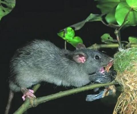 A ship rat attacks a fantail nest in New Zealand. Tree climbing rats are a particular problem for birds that nest in holes where there is no escape. Photograph: NZ Department of Conservation/ Nga Manu Images