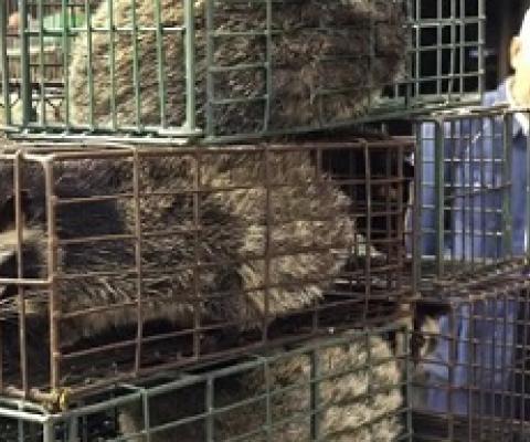 Caged civet cats in a wildlife market in Guangzhou, China. Photograph: Liu Dawei/AP
