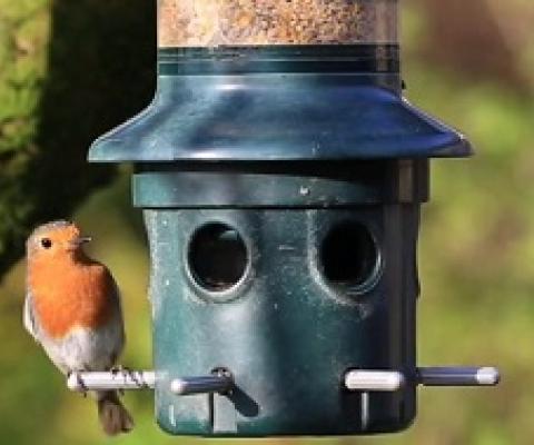 The BBC's Victoria Gill looks at the wildlife species enjoying lockdown