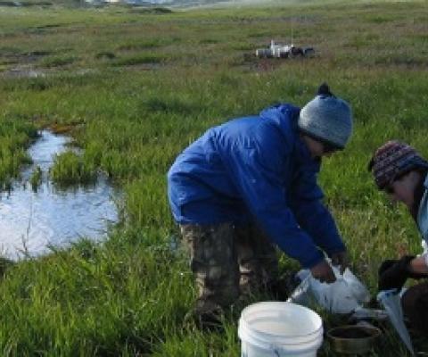 Graduate students Heidi Rantala and Stephanie Parker of the University of Alabama collect benthic samples from the Upper Kuparuk Spring, part of the Arctic Long Term Ecological Research (ARC LTER) site at Toolik Lake. Photo by Jon Benstead, University of Alabama.