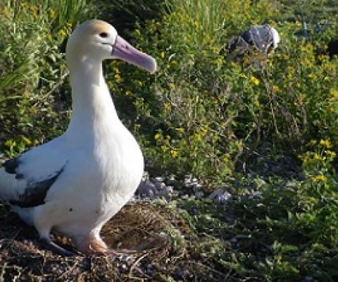Critically Endangered Short-tailed Albatross incubating an egg. Credit: USFWS/J. Klavitter