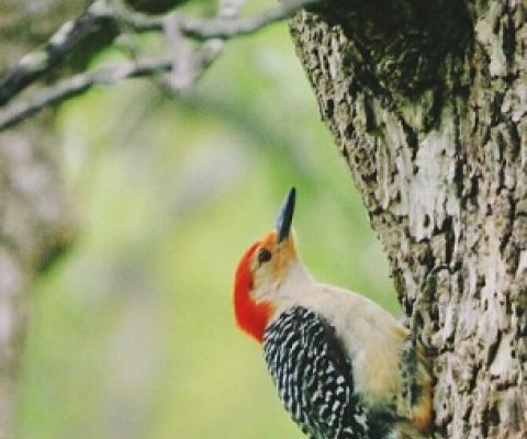 Credit - Flickr Laura Supalla GilChrist