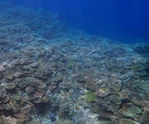 Credit: Okinawa Institute of Science and Technology