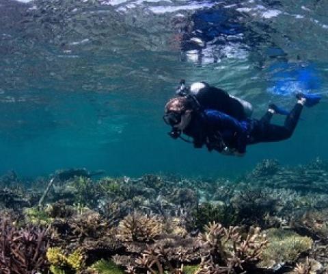 Credit - the Ocean Agency