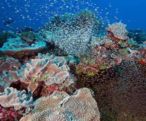 Coral Reefs in the Chagos Archipelago had more fish per square meter than reefs in any country surveyed on the Global Reef Expedition--the largest coral reef survey and mapping expedition in history. Credit: © Khaled bin Sultan Living Oceans Foundation/Ken Marks