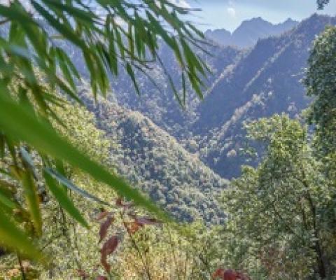 A Sichuanese forest ranger on patrol in the Giant Panda National Park. Credit -  Kyle Obermann
