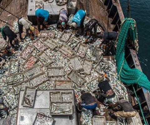 Chinese and Guinean crewmembers sort fish on the Fu Yuang Yu 380, a Chinese fishing boat operating in Guinean waters in 2017. Image © Pierre Gleizes / Greenpeace.