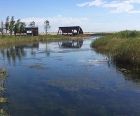 The extensively restored Yingwuzhou wetland (pictured) in Shanghai, China, emits less methane than a nearby wild wetland. Credit: Xuechu Chen