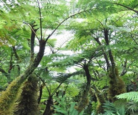 Cloud forest vegetation, Rarotonga, Cook Islands. Credit - SPREP