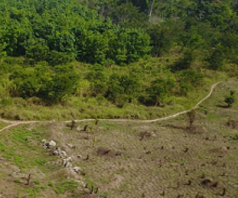 Cocoa farmers have chopped down vast swaths of old forests to make way for more cocoa plants near the city of Bangolo, Ivory Coast.
