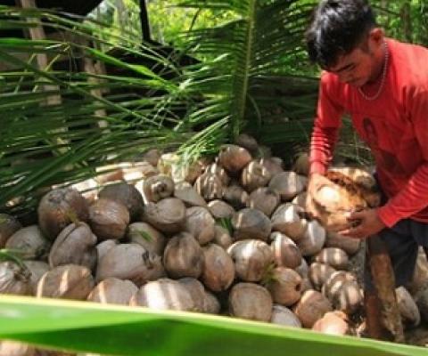 Coconut farmer. Image by Suhandri Lariwu / Pexels.