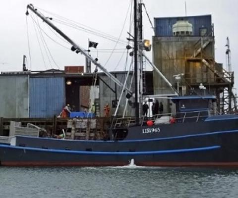 By collaborating with fishers, governments with limited resources for enforcement can more easily identify vessels that illegally harvest shark fin. source -https://www.sharkophile.com/ 