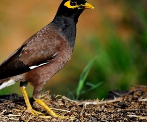 Indian Myna bird. Credit - T G Santosh (CC BY-SA 3.0)