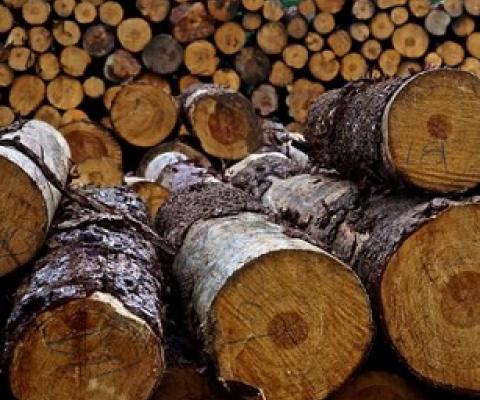 Logs from a community forest in Oaxaca, Mexico. Credit: Reem Hajjar, OSU College of Forestry