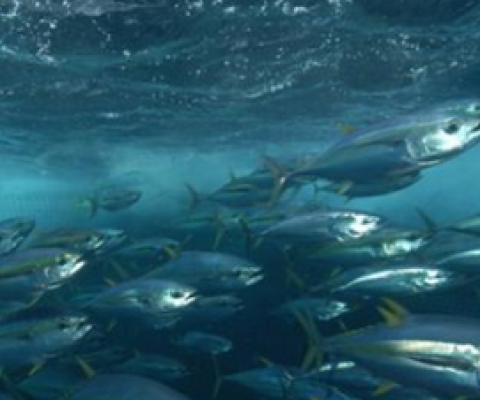 Cook Islands pay particular attention to the sustainable management of fisheries. 19110317