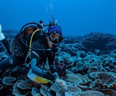 A coral reef site in pristine condition has been opened to the eyes of the world in French Polynesia Photo: Alexis Rosenfeld #1Ocean