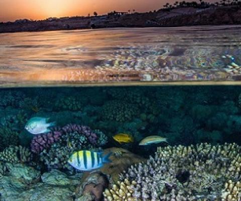 Coral reefs harbour the highest biodiversity of any ecosystem globally. Credit - Ocean Image Bank/Brook Peterson