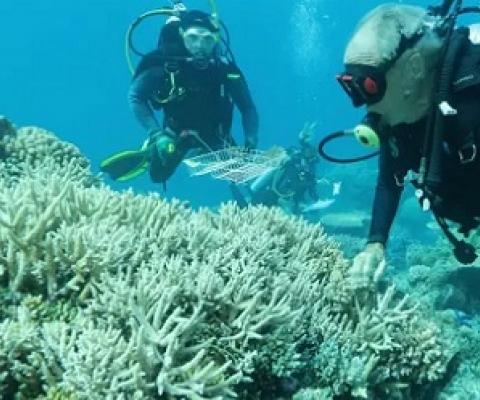 Divers examining coral for the Biobank project. Photograph: Great Barrier Reef Legacy