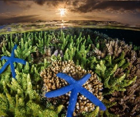 A coral reef in Indonesia. Credit - Grant Thomas / Coral Reef Image Bank.