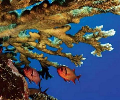 coral reefs. Credit - NOAA